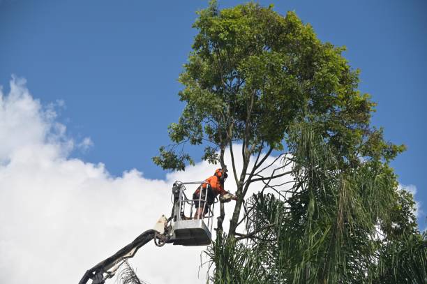 Best Tree Mulching  in Atasdero, CA